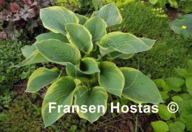 Hosta Singing in the Rain