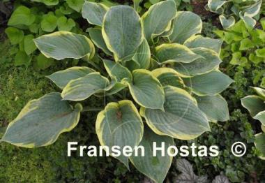 Hosta Singing in the Rain