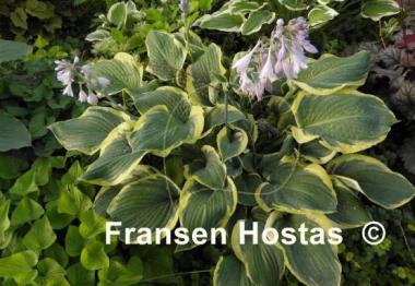 Hosta Singing in the Rain