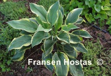 Hosta Singing in the Rain
