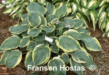 Hosta Singing in the Rain