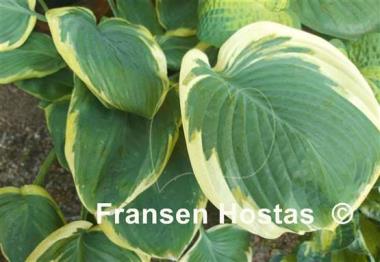 Hosta Singing in the Rain