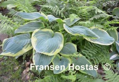 Hosta Singing in the Rain