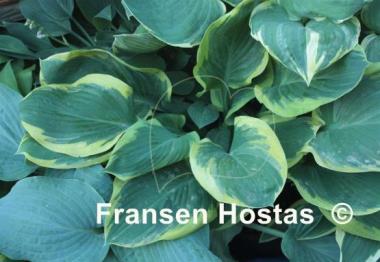 Hosta Singing in the Rain