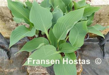 Hosta Sioux