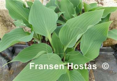 Hosta Sioux
