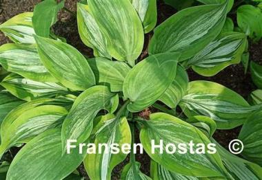 Hosta Sir Prize