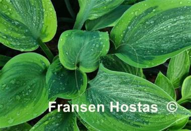 Hosta Sir Prize