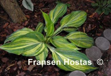 Hosta Sir Richard