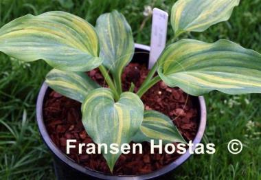 Hosta Sir Richard