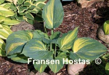 Hosta Sir Richard