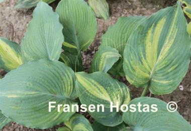 Hosta Sir Richard