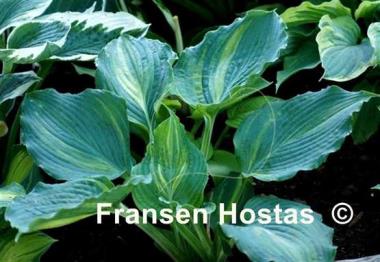Hosta Sir Richard