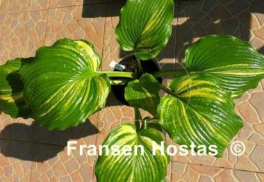 Hosta Sir Richard