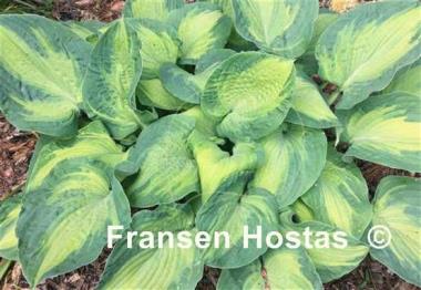 Hosta Sister Act