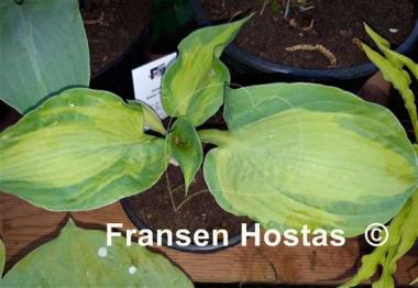 Hosta Sister Act