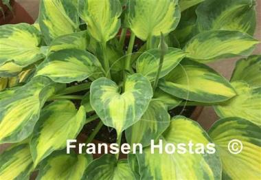Hosta Sister Act