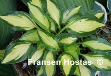 Hosta Sitting Pretty
