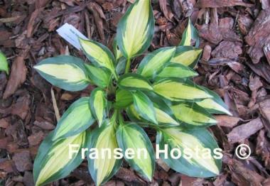 Hosta Sitting Pretty