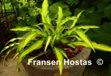 Hosta Sizzle