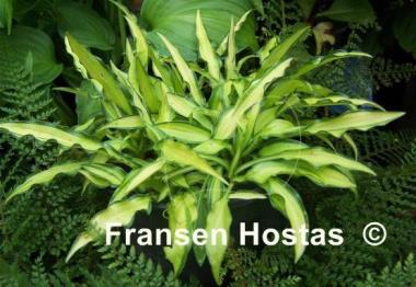 Hosta Sizzle