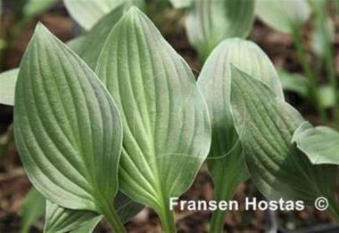 Hosta Skikow