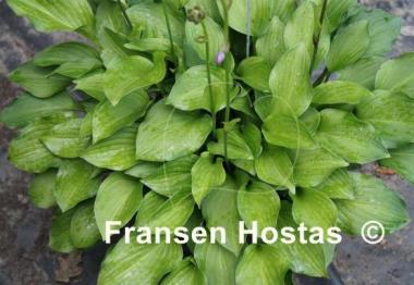 Hosta Skikow