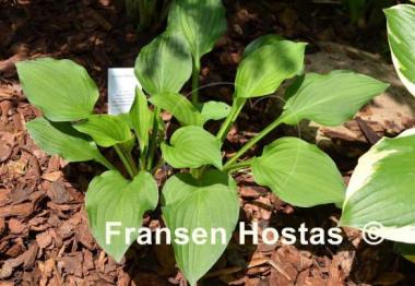 Hosta Skikow
