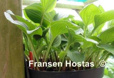 Hosta Skikow