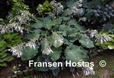 Hosta Sky Dancer