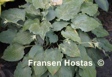 Hosta Sky Dancer