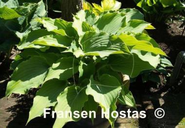 Hosta Sky Dancer