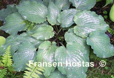 Hosta Sky Dancer