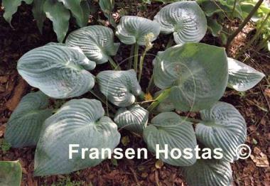 Hosta Skylight