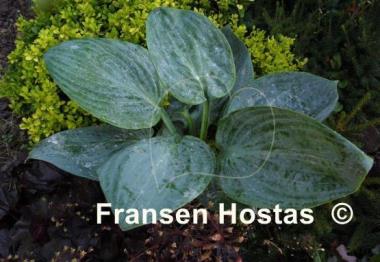 Hosta Skylight