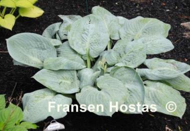 Hosta Skylight