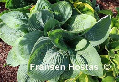 Hosta Skylight