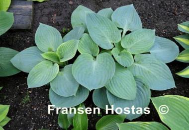 Hosta Skylight