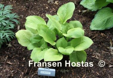 Hosta Skyrocket