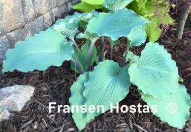 Hosta Skywriter