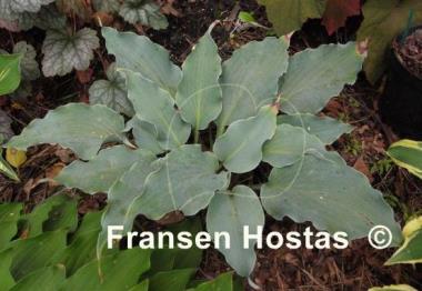 Hosta Skywriter