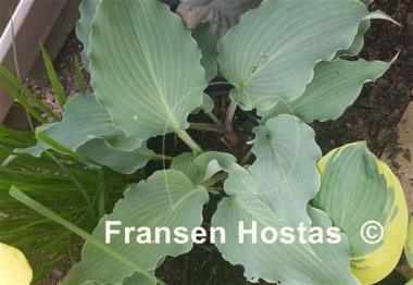 Hosta Skywriter