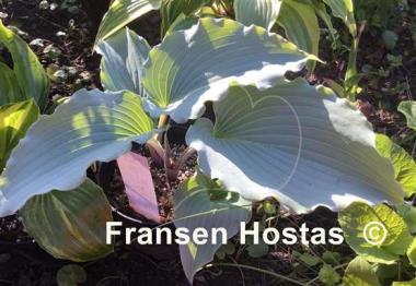 Hosta Skywriter
