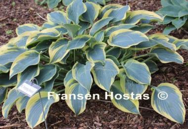 Hosta Sleeping Beauty