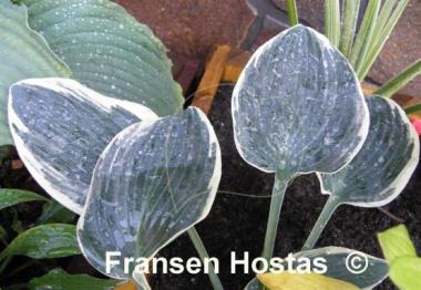 Hosta Sleeping Beauty