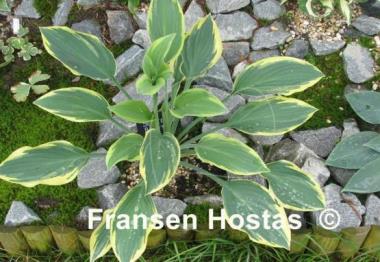 Hosta Sleeping Beauty