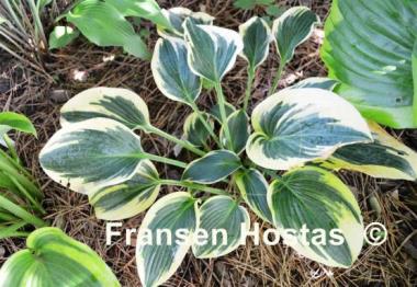 Hosta Sleeping Beauty