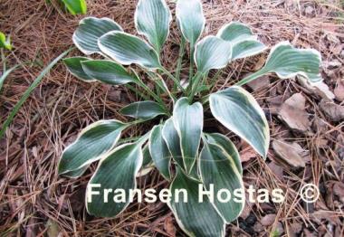 Hosta Sleeping Beauty