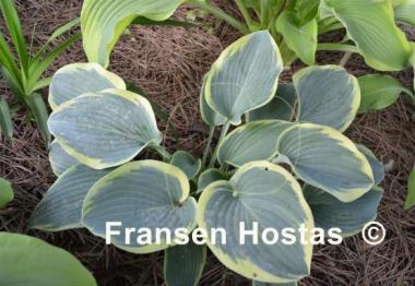 Hosta Sleeping Beauty
