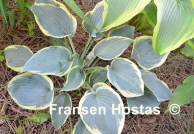 Hosta Sleeping Beauty